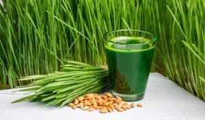 wheatgrass juice